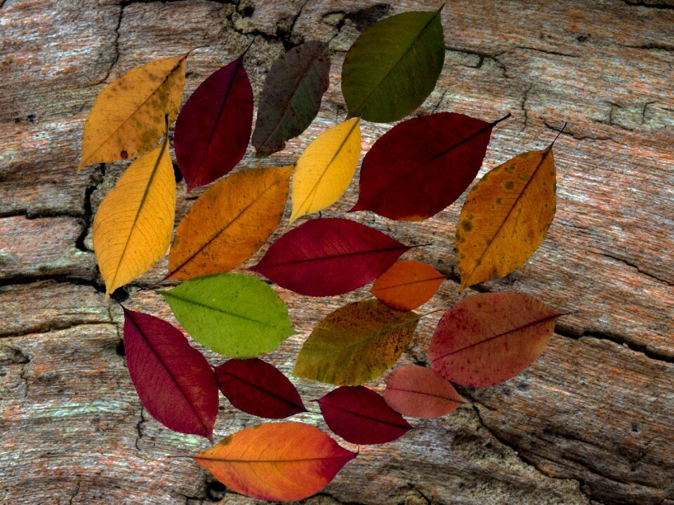 Wood background arrangement foliage