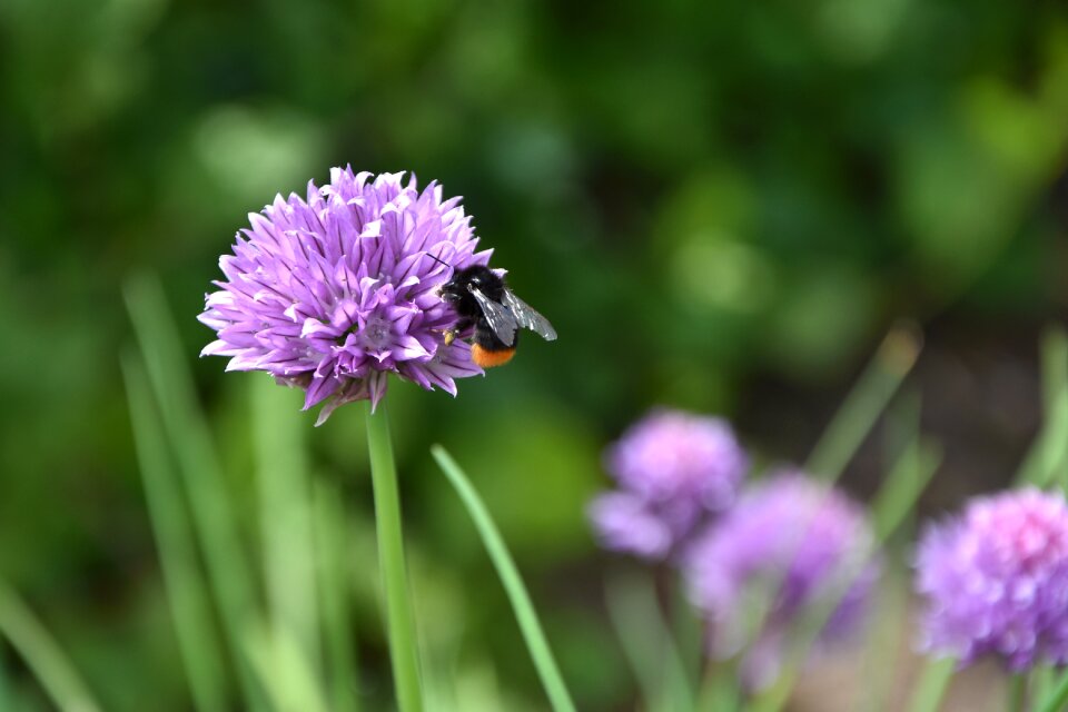 Herbs chive flower garden