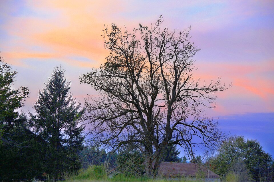 Tree field wood