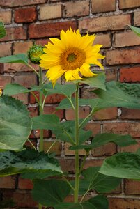 Sunflower yellow green