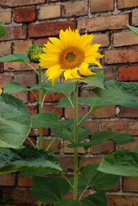 Sunflower yellow green photo