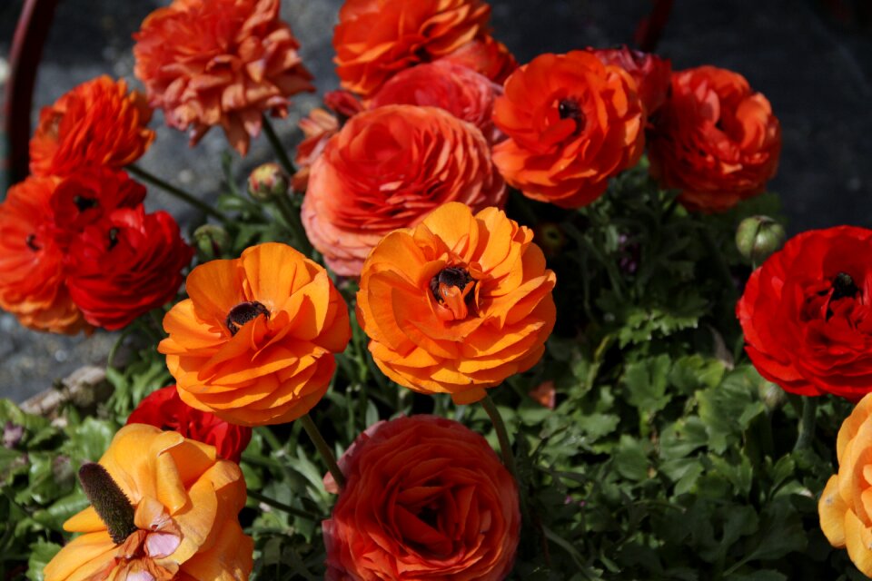 Orange colorful cheerful