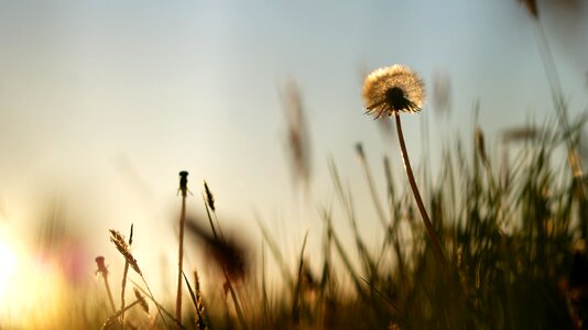 Sunset grass silhouette