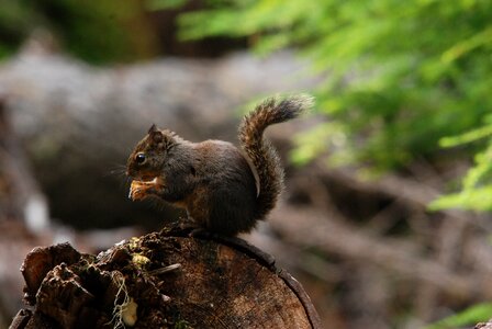 Mammal squirrel food