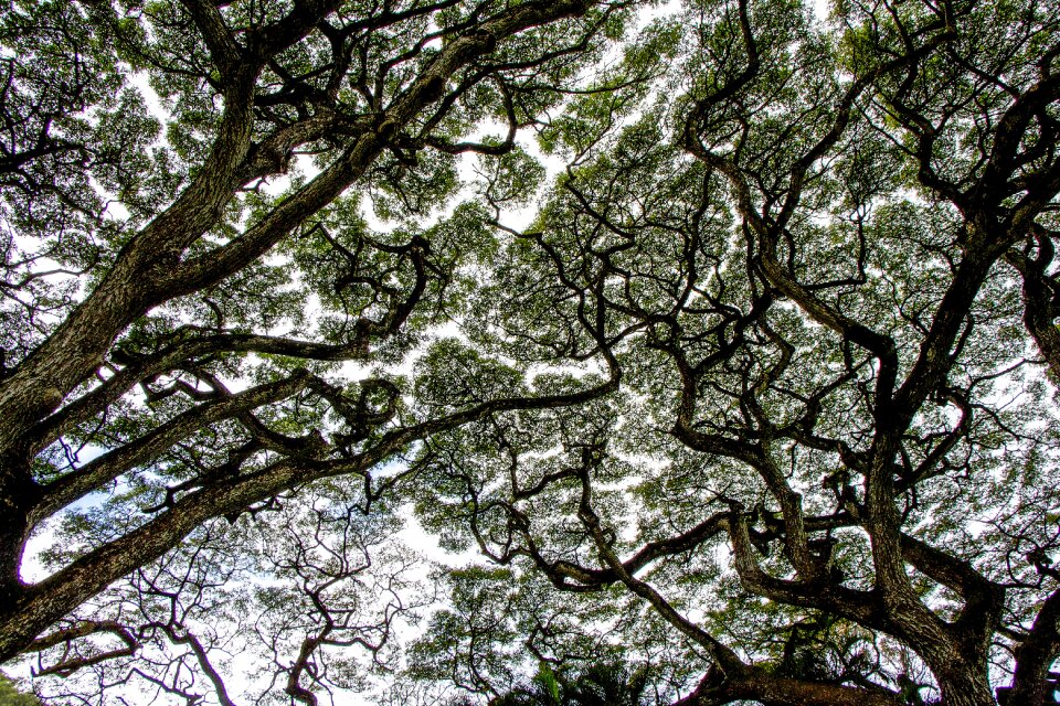 Natural canopy green