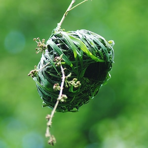 Nature animal wild