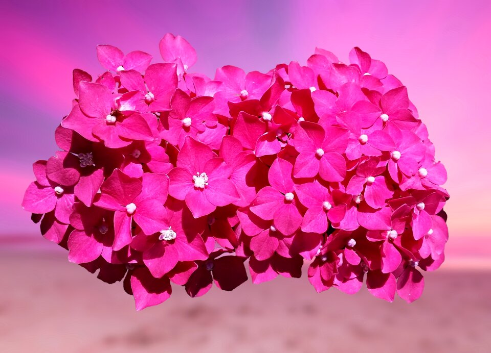 Blossom bloom plant