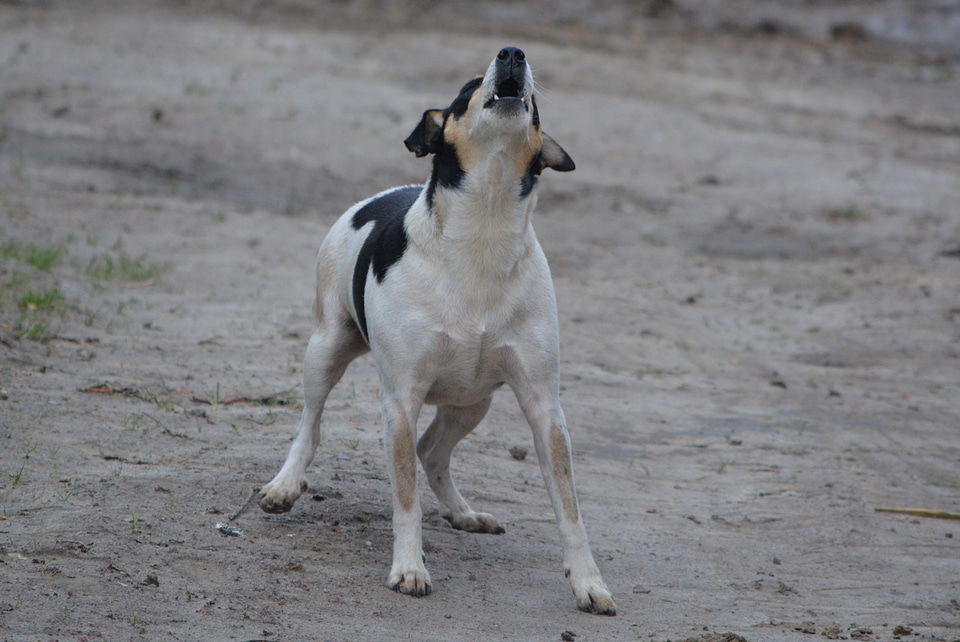 Guard dog barking jack russel