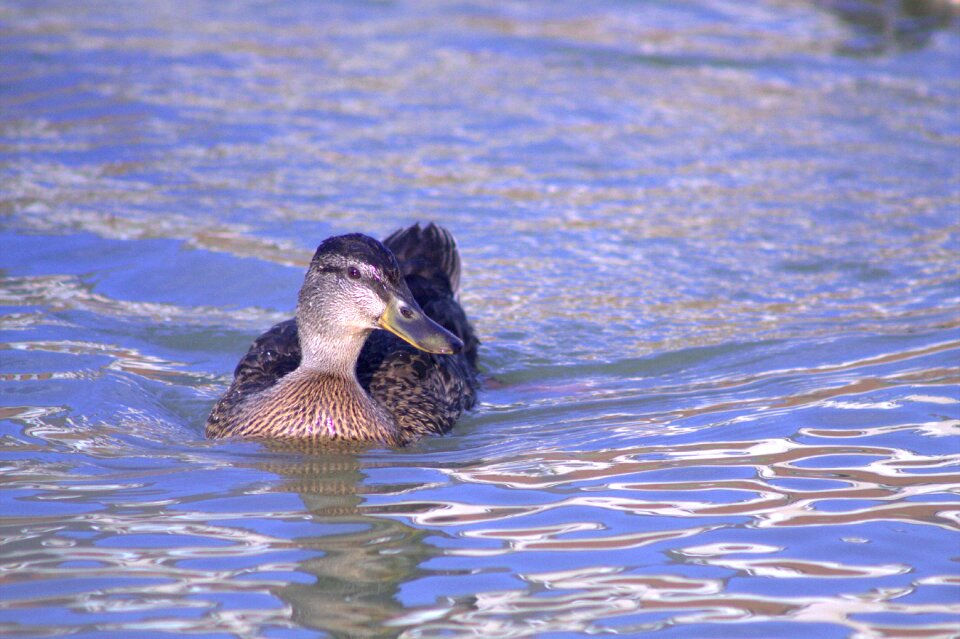 Bird wildlife animal