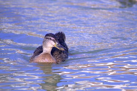 Bird wildlife animal