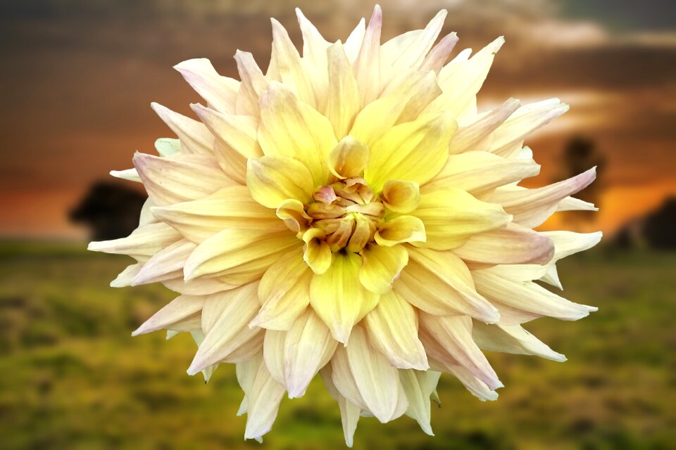 Bloom close up summer