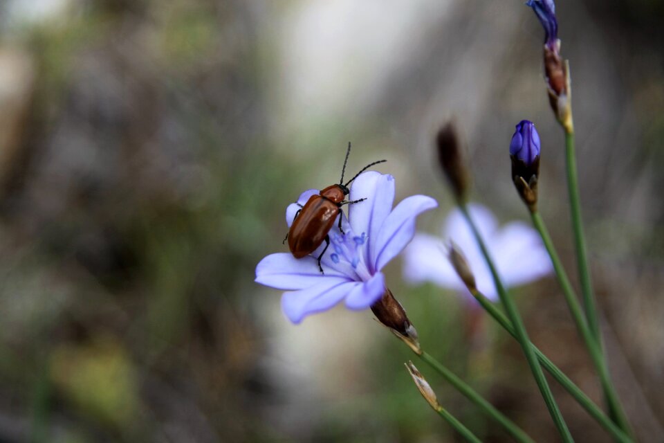 Spring nature bloom