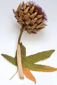 Dry leaf amber tree