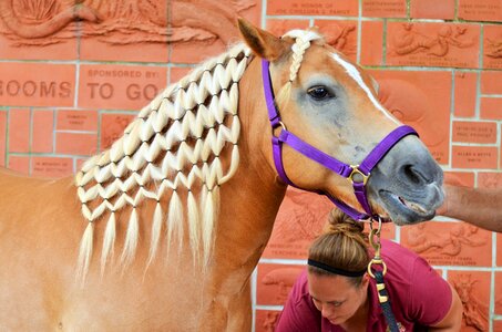 Mane mane braided animal photo