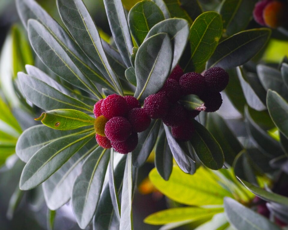 Immo jan me red fruit