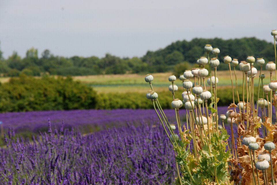 Nature lavender poppy