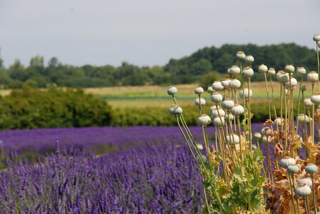 Nature lavender poppy