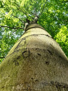 Strain bark treetops photo