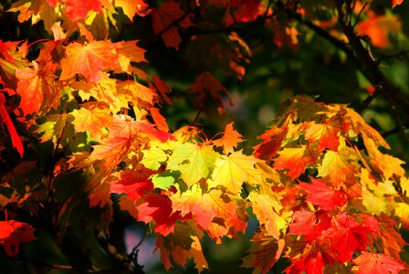 Nature fall color tree photo