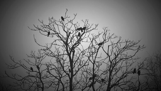 Birds animals dark