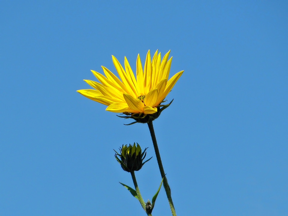 Summer nature plant