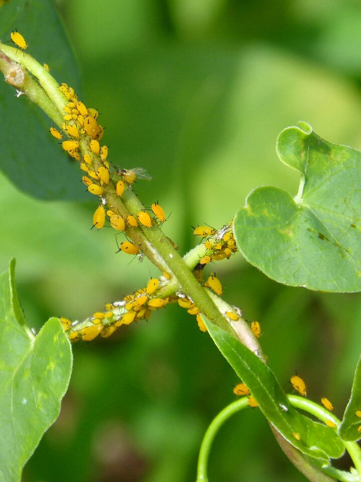 Plants infested insects in plant
