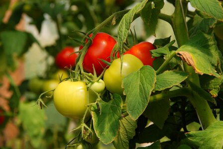 Red green ripe