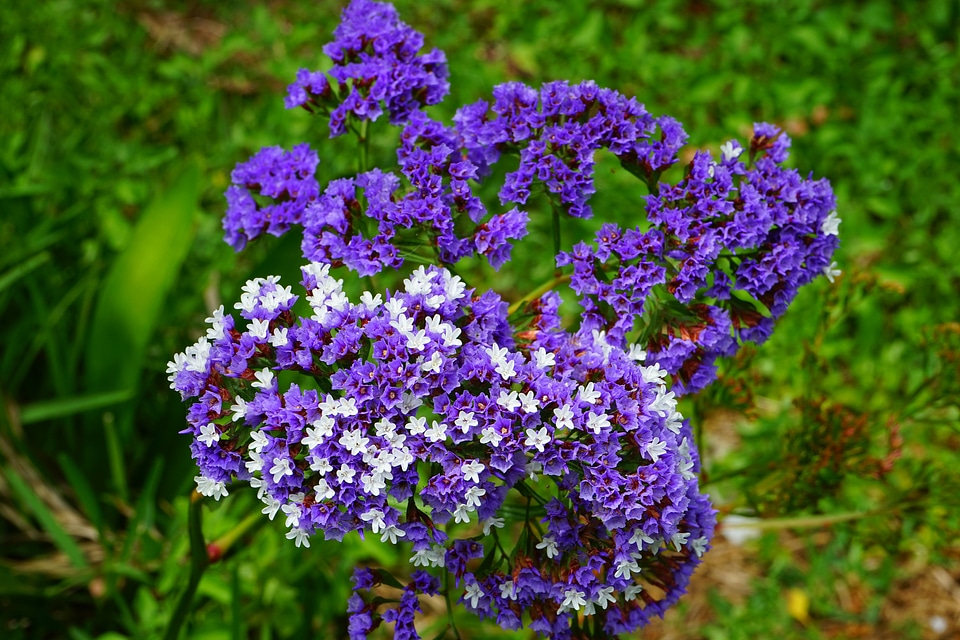 Bloom limonium sinuatum beach lilac