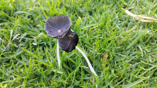 Mushroom green spain