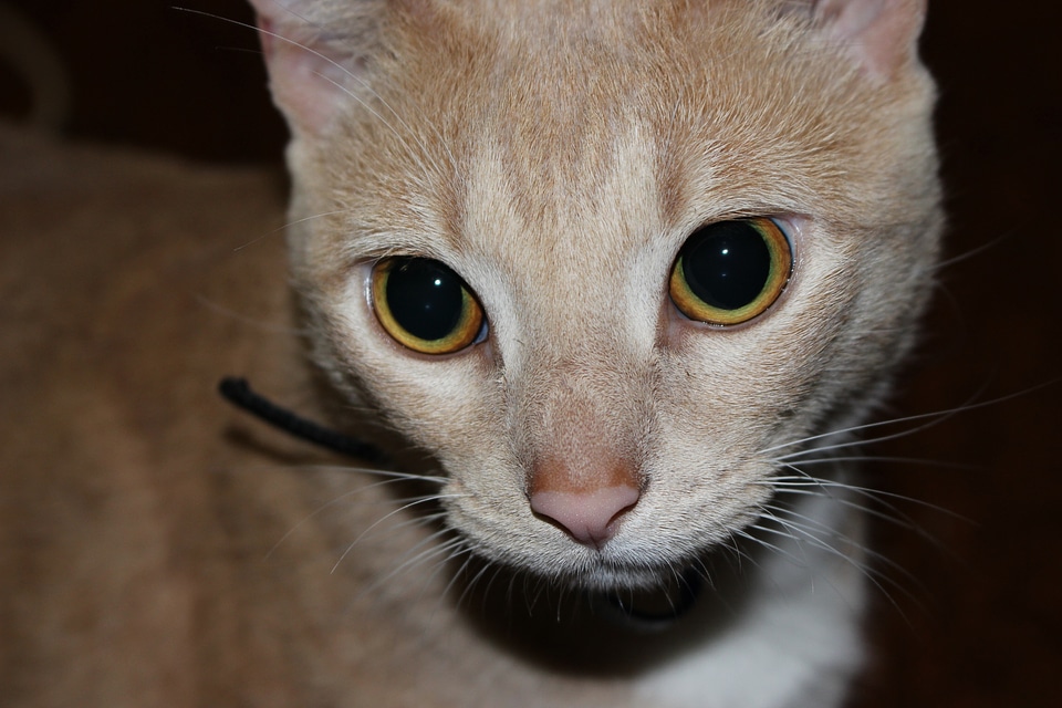 Kitten domestic kitty