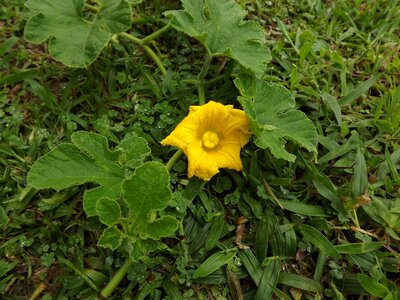 Flowers field nature