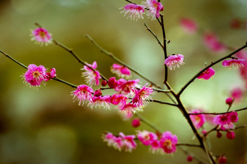 Plum blossoms red plum plant