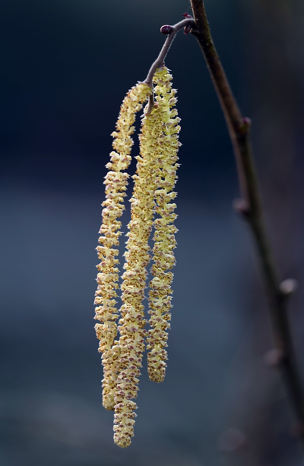 Nature bush hazel
