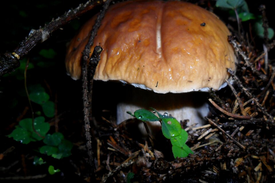 Boletus forest autumn