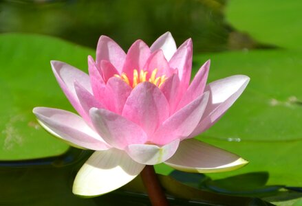 Water lily pink aquatic photo