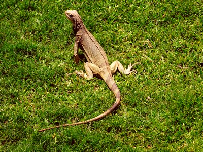 Scale lizard head