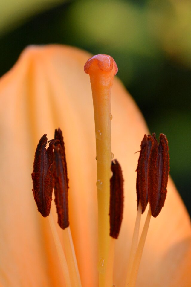 Close up macro blossom