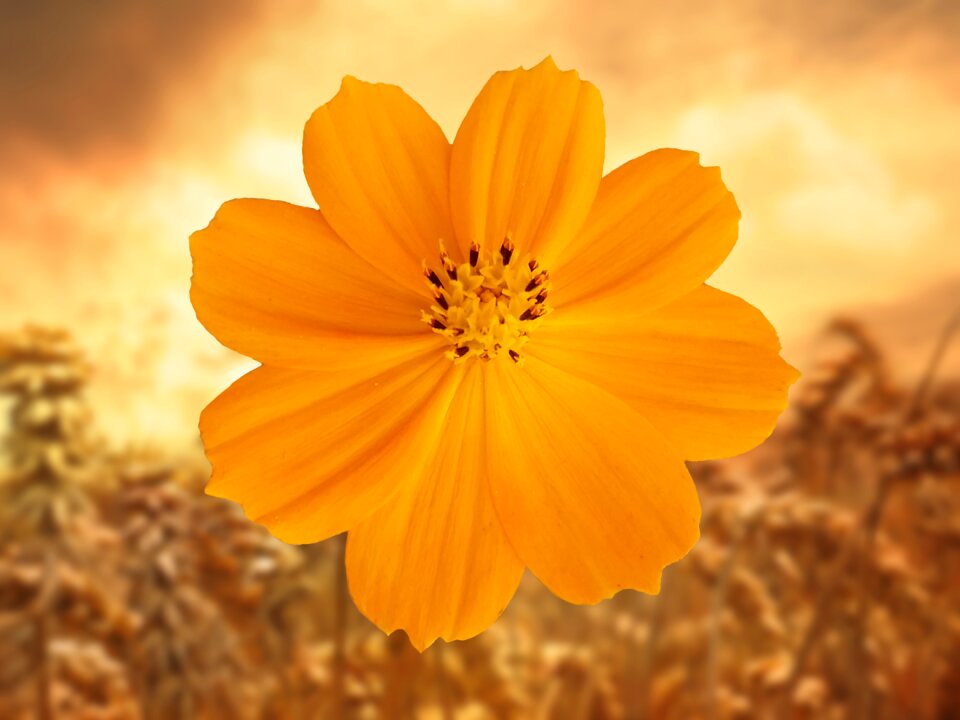 Bloom nature background