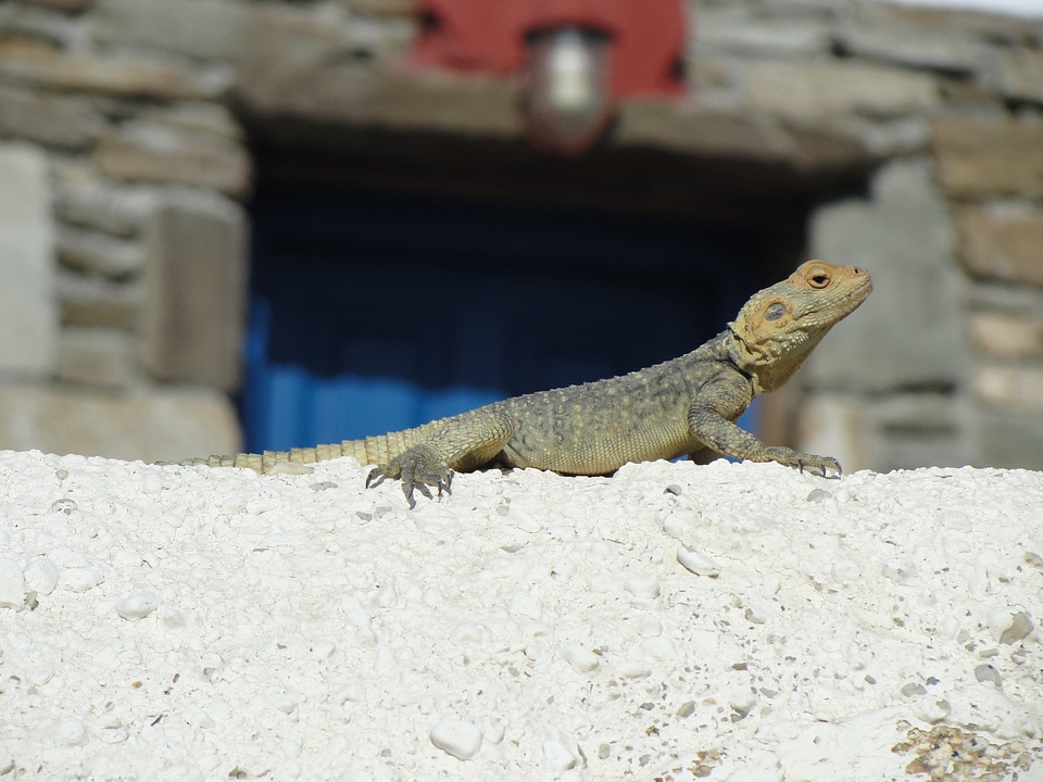 Lizard animal bearded dragon