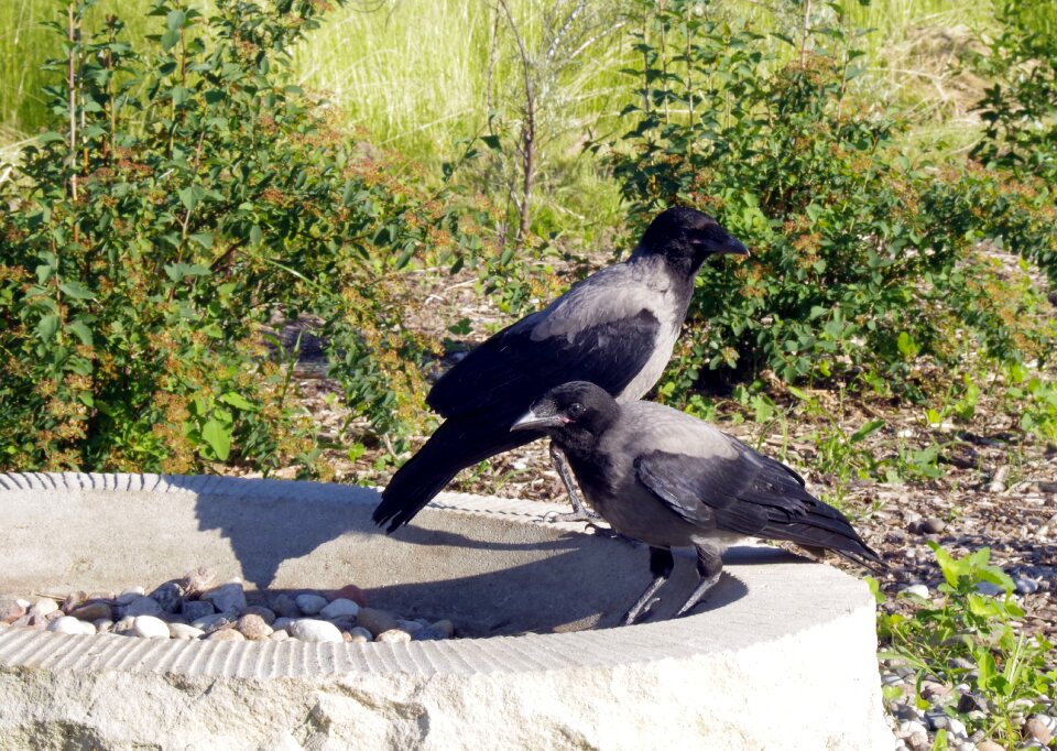 Nature predator ornithology