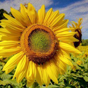 Floral field flower