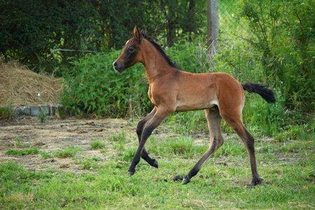 Brown mold thoroughbred arabian high spirits