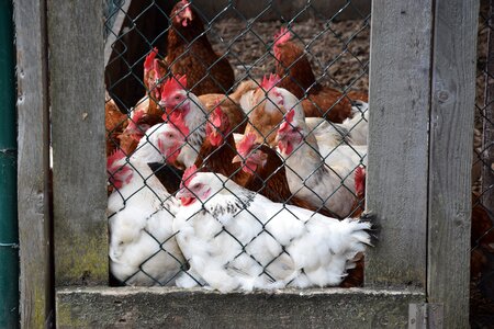 Chicken coop grid chicken photo