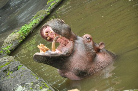 Sumatera animal wild photo