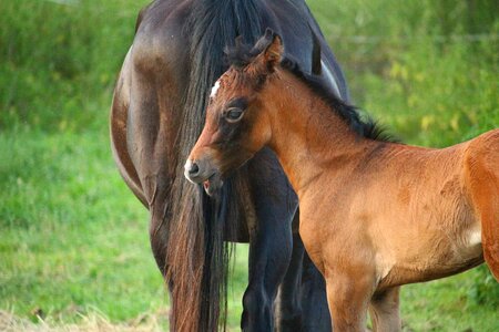 Brown mold thoroughbred arabian mare photo