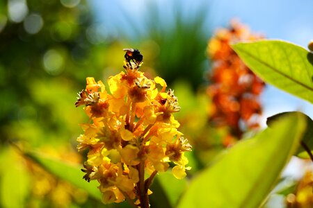 Nectar nature pollen photo