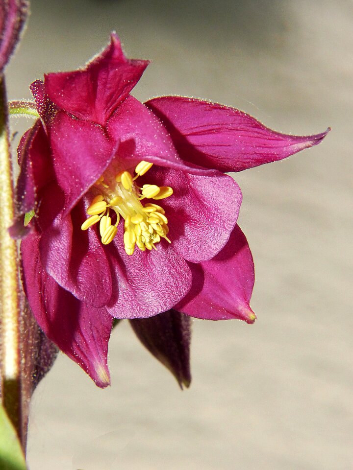 Blossom bloom plant