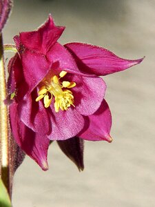 Blossom bloom plant