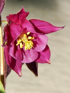 Blossom bloom plant photo