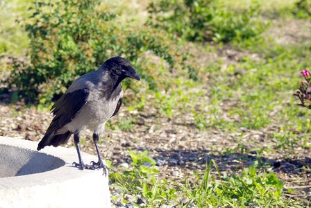 Nature predator ornithology